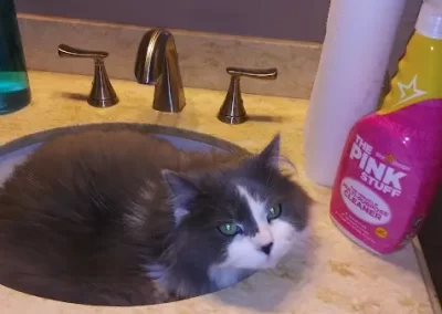 Professional Cleaning Services (16)